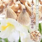 ■薫り高い可憐な花を咲かせます フリージア球根