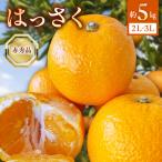 はっさく 赤秀品2L 3Lサイズ 5kg_BF6068