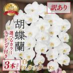 指定日配達 胡蝶蘭 3本立て