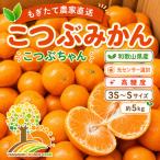 ちっちゃな 有田みかん こつぶみかん 5kg