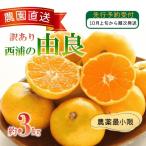 訳あり 西浦 由良みかん 3kg