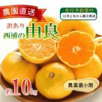 訳あり 西浦 由良みかん 10kg
