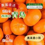 青島 みかん 3kg