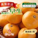 早生 みかん 3kg