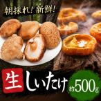 朝どれ 新鮮 生しいたけ 約500g