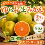 ゆら早生 みかん 濃厚な味わい 約10kg