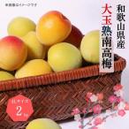 梅 熟南高 生梅 大玉4L秀優混合