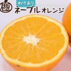 ネーブルオレンジ7.5kg+250g