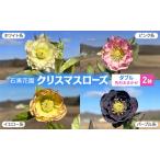 石黒花園 クリスマスローズ ダブル 2鉢 色