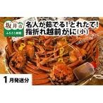 茹で越前がに 小 6杯