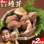 訳あり 菌床 椎茸 2kg