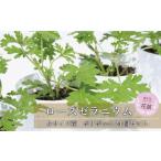 虫よけ効果 ローズゼラニウム 小サイズ 花苗
