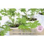 虫よけ効果 ローズゼラニウム 中サイズ 花苗