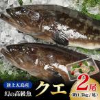 養殖クエ 1.5kg×2尾