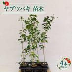 ヤブツバキ 苗木80cm×4本 椿 つばき