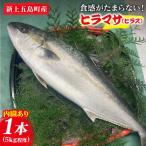 産養殖ヒラマサ ヒラス 1本