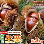 石岡 鶴沼の生栗 約2kg