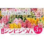 洋蘭 シンビジウム 3本