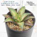アガベ チタノタ レッドキャット ウィーズル