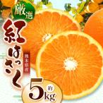 紅八朔 約5kg