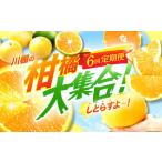 川棚の柑橘大集合しとらすよ 極早生みかん