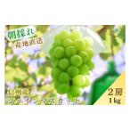 ふるさと納税 長野市産シャインマスカット約1kg(2房) ぶどう ブドウ 葡萄 マスカット 長野県産 フルーツ 果物 長野県長野市