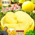 土佐文旦 特選品 約5kg