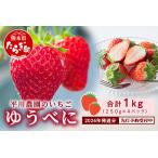 ふるさと納税 熊本県産 いちご ゆうべに 250g×4パック 【2026年出荷分】イチゴ 果物 フルーツ 熊本県 多良木町 農園直送 107-0501 熊本県多良木町