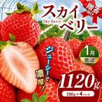 スカイベリー 向け 約1120g