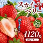 スカイベリー 向け 約1120g