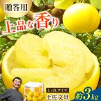 土佐文旦 特選品 約3kg