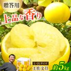土佐文旦 特選品 約5kg