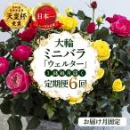 全6回 大輪系 ミニバラ鉢植 ウェルター 1鉢