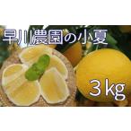 早川農園の足摺小夏 3kg