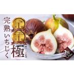 2026年6月から 完熟 いちじく 無花果