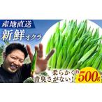 fu.... налог предшествующий предварительный заказ абельмош 500g<papalapa- сельское хозяйство .> [CFI007] прямая поставка от производителя абельмош свежий овощи Nagasaki префектура запад море город 