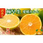 愛媛みかん 極早生 5kg