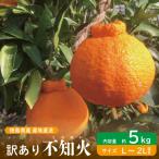 訳あり 不知火 約 5kg