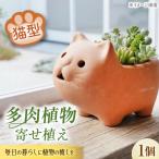 多肉植物 寄せ植え 前方後円墳型 BLAW008