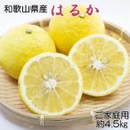 はるかみかん約4.5kg サイズ混合 ご