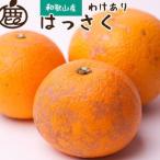 ふるさと納税 家庭用 はっさく10kg＋250g（傷み補償分）【八朔みかん】【訳あり・わけあり】［IKE30］ 和歌山県印南町