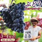 2027年産 ぶどう キャンベルアーリー 1.2kg