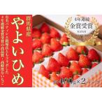 ふるさと納税 金井いちご園のいちご（やよいひめ）　1箱（大粒いちご約400g×2パック） 群馬県高崎市