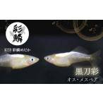 メダカ 黒刀彩 オス メスペアセット ペット