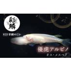 メダカ 優虎アルビノ オス メスペアセット