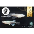 メダカ 翁 オス メスペアセット ペット 生き物