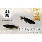 �ӂ邳�Ɣ[�� �s���X��o�i��t �ʗ؂߂��� ���͂ɂۂ�u���b�N�� �߂��� ���_�J ���� �y�b�g �ӏ� �� ���� ������ �֓�  F5K-081 ��ʌ��{���s