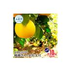 ふるさと納税 【先行予約】楠瀬さんの土佐文旦 家庭用大玉 約10kg 約10キロ 4L〜2L ぶんたん ブンタン フルーツ 柑橘 みかん 果物 くだもの 柑橘.. 高知県土佐市