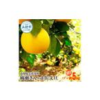 ふるさと納税 【先行予約】楠瀬さんの土佐文旦 訳あり 約5kg 約5キロ 4L〜L ぶんたん ブンタン フルーツ 柑橘 みかん 果物 くだもの 柑橘類 デザ.. 高知県土佐市