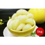 高知名物 土佐文旦5kg